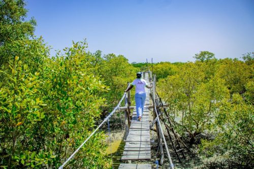 Our staff walking along a scenic mangrove forest nature boardwalk on a coastal tour
